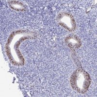Anti-SMAD5 antibody produced in rabbit HPA058931-100UL