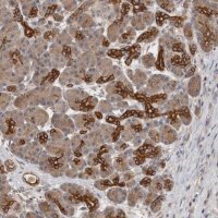 Anti-SMAP2 antibody produced in rabbit 