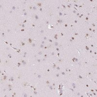 Anti-SMIM12 antibody produced in rabbit 