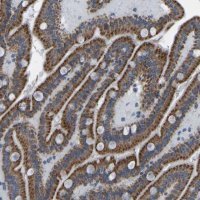 Anti-SMIM20 antibody produced in rabbit 