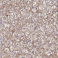 Anti-SMIM4 antibody produced in rabbit 