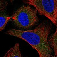 Anti-SNAP29 antibody produced in rabbit