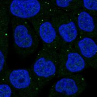 Anti-SNCAIP antibody produced in rabbit 