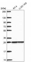 Anti-SNRPB2 antibody produced in rabbit 
