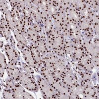 Anti-SNRPD2 antibody produced in rabbit HPA041437-100UL