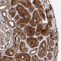 Anti-SNX2 antibody produced in rabbit