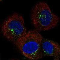 Anti-SNX2 antibody produced in rabbit
