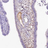Anti-SOD3 antibody produced in rabbit 