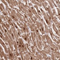 Anti-SORBS2 antibody produced in rabbit 
