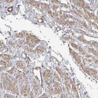 Anti-SOWAHD antibody produced in rabbit