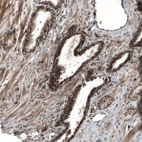 Anti-SOX7 antibody produced in rabbit