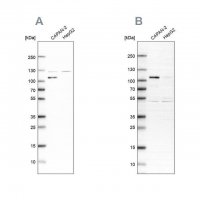 Anti-SP1 antibody produced in rabbit 
