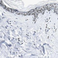Anti-SP1 antibody produced in rabbit 
