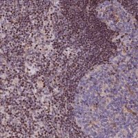 Anti-SP4 antibody produced in rabbit 