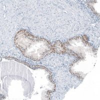 Anti-SP8 antibody produced in rabbit