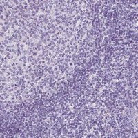 Anti-SP8 antibody produced in rabbit