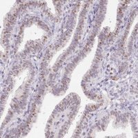 Anti-SP9 antibody produced in rabbit 