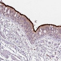 Anti-SPACA9 antibody produced in rabbit HPA051600-100UL
