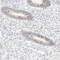 Anti-SPAG1 antibody produced in rabbit 