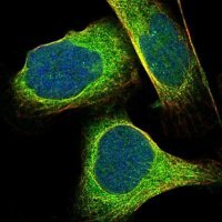 Anti-SPAG1 antibody produced in rabbit 