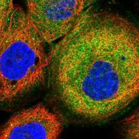 Anti-SPAG16 antibody produced in rabbit