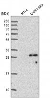 Anti-SPAG7 antibody produced in rabbit 