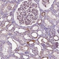 Anti-SPECC1L antibody produced in rabbit 