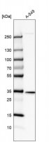 Anti-SPG21 antibody produced in rabbit