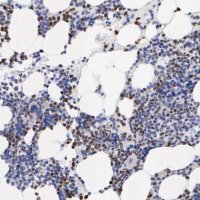 Anti-SPIN3 antibody produced in rabbit 