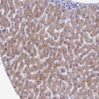 Anti-SPIN4 antibody produced in rabbit 