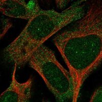 Anti-SPIN4 antibody produced in rabbit 