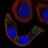 Anti-SPON2 antibody produced in rabbit 