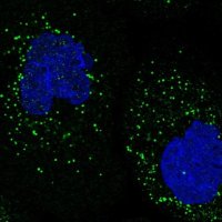 Anti-SPOPL antibody produced in rabbit 