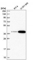 Anti-SPPL2B antibody produced in rabbit 