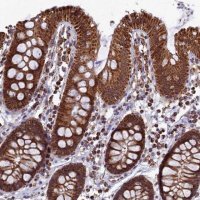 Anti-SPR antibody produced in rabbit 