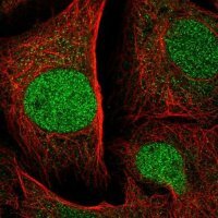 Anti-SPRED1 antibody produced in rabbit 