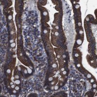 Anti-SPTBN1 antibody produced in rabbit 
