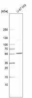 Anti-SPTLC3 antibody produced in rabbit 