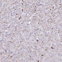 Anti-SRD5A1 antibody produced in rabbit 