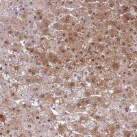 Anti-SRGAP1 antibody produced in rabbit 