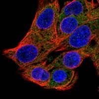 Anti-SRP54 antibody produced in rabbit