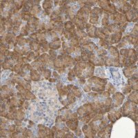 Anti-SRPRB antibody produced in rabbit