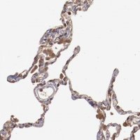 ANTI-SRRD antibody produced in rabbit 