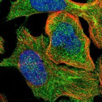 Anti-SSH3 antibody produced in rabbit