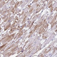 Anti-ST8SIA2 antibody produced in rabbit 