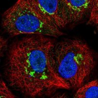 Anti-ST8SIA4 antibody produced in rabbit HPA053995-100UL