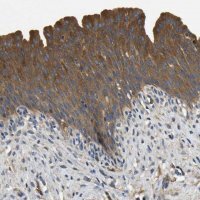 Anti-STAT2 antibody produced in rabbit 