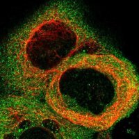 Anti-STAT2 antibody produced in rabbit 