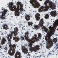 Anti-STK3 antibody produced in rabbit 