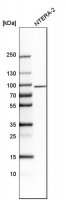 Anti-STON1 antibody produced in rabbit